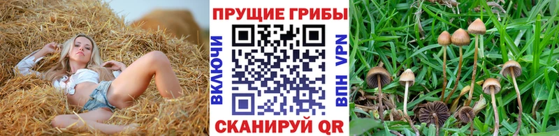 Галлюциногенные грибы Psilocybe  гидра ссылка  Гатчина 